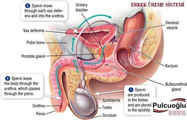 Erkek Cinsel Organları Testis (Erbezleri, Husye, Haya)